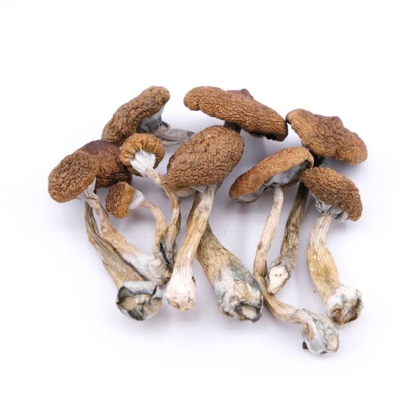 Buy Cambodian Magic mushrooms